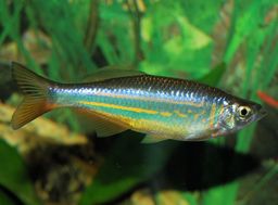 DANIO GIANT