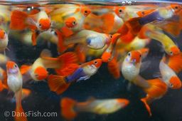 GUPPY MALE ASSORTED KOI