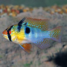 CICHLID RAM BLUE GERMAN