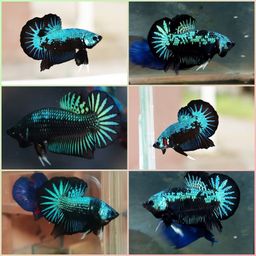 BETTA MALE HALFMOON PLAKAT BLUE GREEN SAMURAI