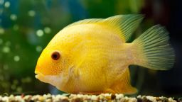 CICHLID SEVERUM GOLDEN