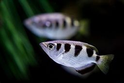 ARCHERFISH BANDED