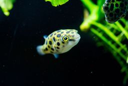 PUFFERFISH GREEN