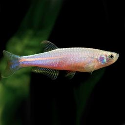 DANIO PEARL