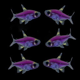 PRISTELLA GMO PURPLE