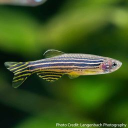 DANIO ZEBRA