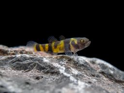 GOBY BUMBLEBEE