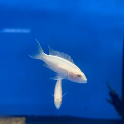 CICHLID BRICHARDI ALBI0