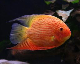 CICHLID SEVERUM RED SPOTTED