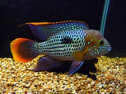 CICHLID GREEN TERROR