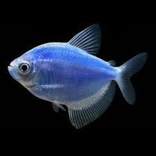 WIDOW GMO BLUE