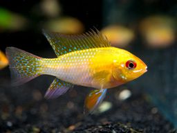 CICHLID RAM GOLDEN