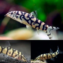 LOACH PAKISTANI