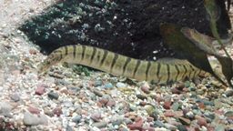 EEL ZEBRA