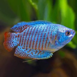 GOURAMI DWARF NEON BLUE