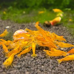 SHRIMP ORANGE