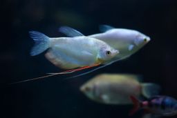 GOURAMI MOONLIGHT