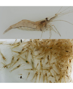 SHRIMP FEEDER (SOLD +/- 50PCS PER BAG)