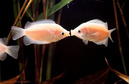 GOURAMI PINK KISSING