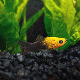 MOLLY GOLD DUST LYRETAIL