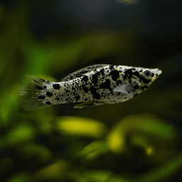 MOLLY MARBLE / DALMATION