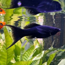 MOLLY BLACK LYRETAIL