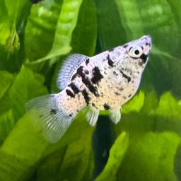 MOLLY BALLOON MARBLE