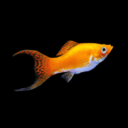 MOLLY SAFFRON LYRETAIL