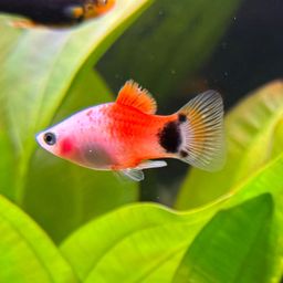 PLATY APPLE