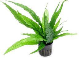 MICROSORIUM PETEROPUS - JUMBO