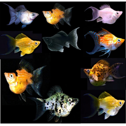 MOLLY BALLOON ASSORTED