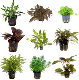 PLANTS ASSORTED POTTED