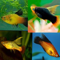 PLATY ASSORTED HI-FIN