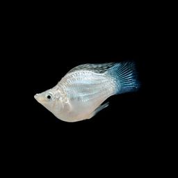 MOLLY BALLOON PLATINUM