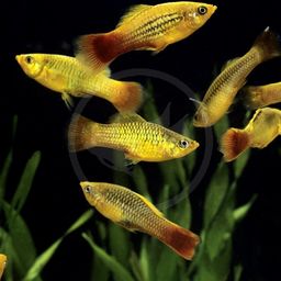 PLATY VARIATUS