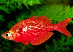 RAINBOWFISH RED