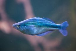 RAINBOWFISH BLUE