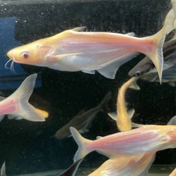 PANGASIUS ALBINO
