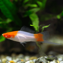 SWORDTAIL SANTA CLAUSE