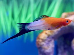 SWORDTAIL KOHAKU