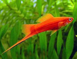 SWORDTAIL RED