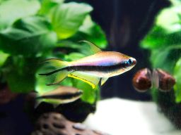 TETRA EMPEROR