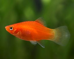 PLATY RED