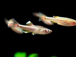 TETRA WHITE CLOUD MOUNTAIN MIN0W