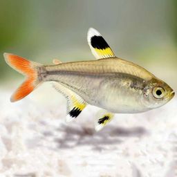 TETRA PRISTELLA