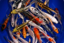 KOI WCB MIX BUTTERFLY