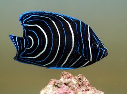 ANGELFISH KORAN (POMACANTHUS SEMICIRCULATUS) 