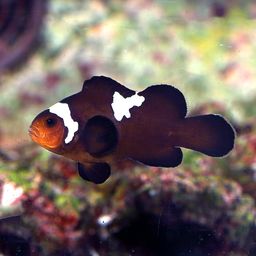 CLOWNFISH MIDNIGHT (AMPHIPRION OCELLARIS) - PAIR