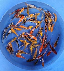 YAMANAKA MADORI MIX TOSAI