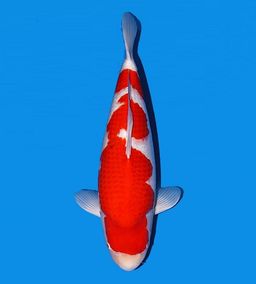 DAINICHI KOHAKU AC93-929 TOSAI